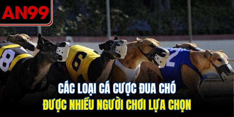 Các Loại Cá Cược Đua Chó Được Nhiều Người Chơi Lựa Chọn